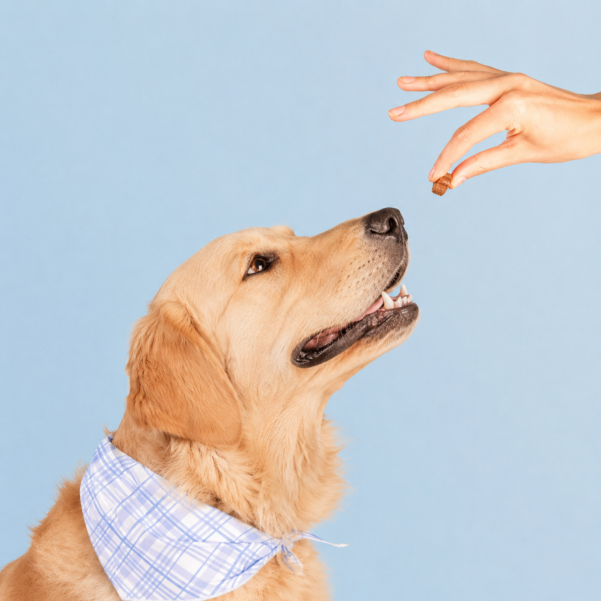 mildshave®Daily Multivitamins for Pets